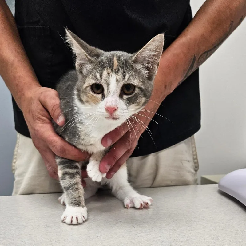 A young small-sized female Domestic Short Hair cat named Odessa for adoption in Oneonta, NY