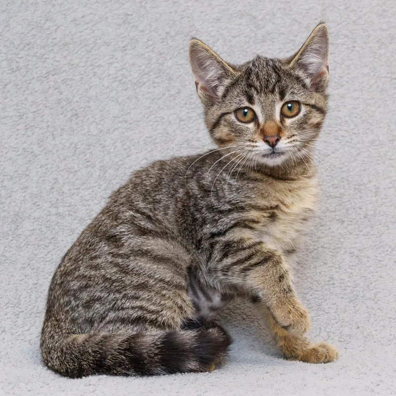 A baby small-sized female Brown / Chocolate Domestic Short Hair cat named Dora for adoption in Sunnyvale, CA
