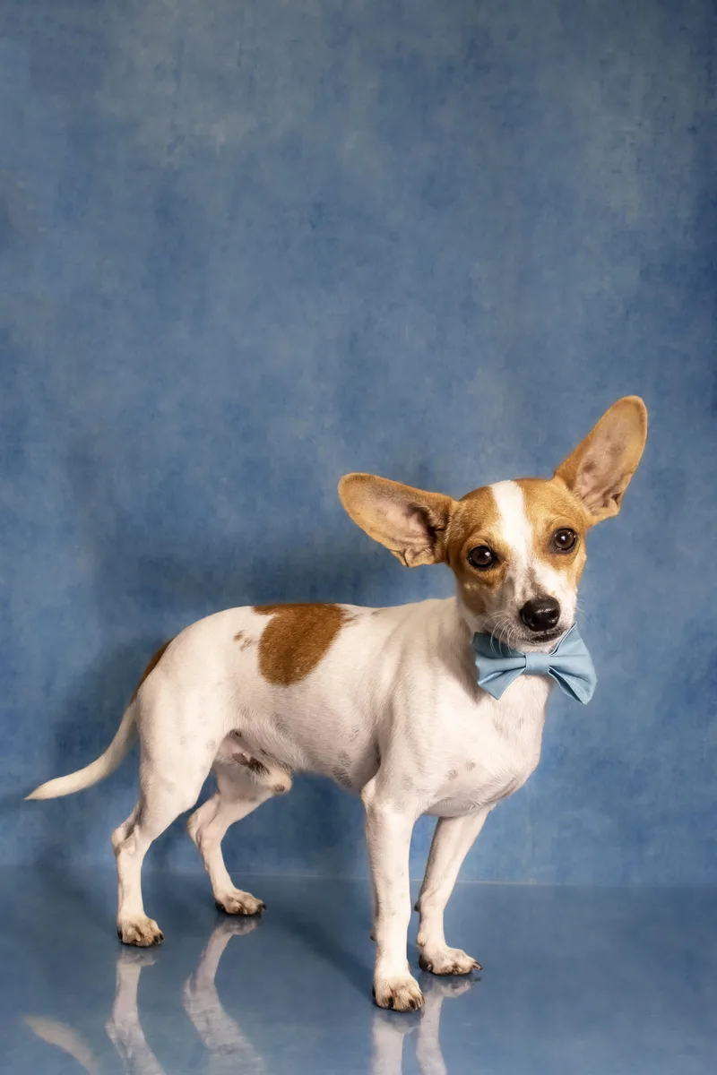 A baby small-sized male Rat Terrier dog named Zach for adoption in Tuscaloosa, AL