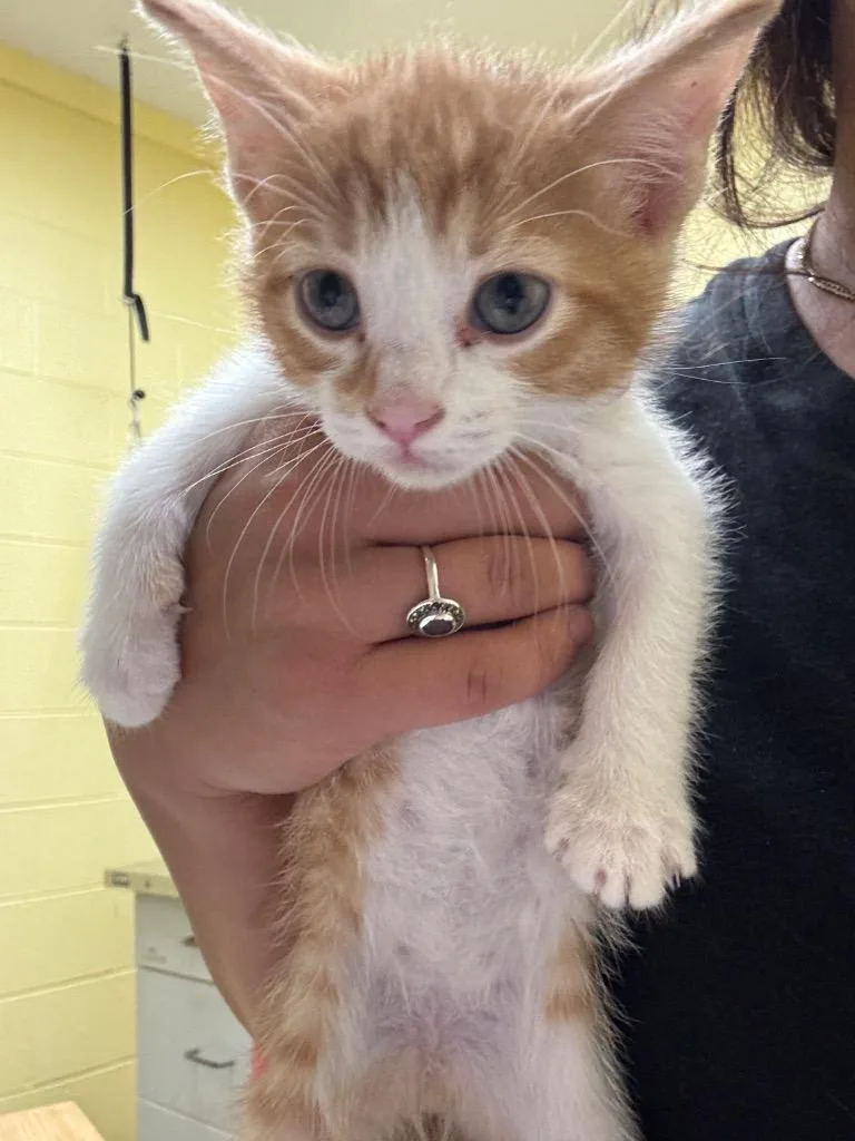 A baby small-sized male Domestic Short Hair cat named Morgan for adoption in Crossville, TN