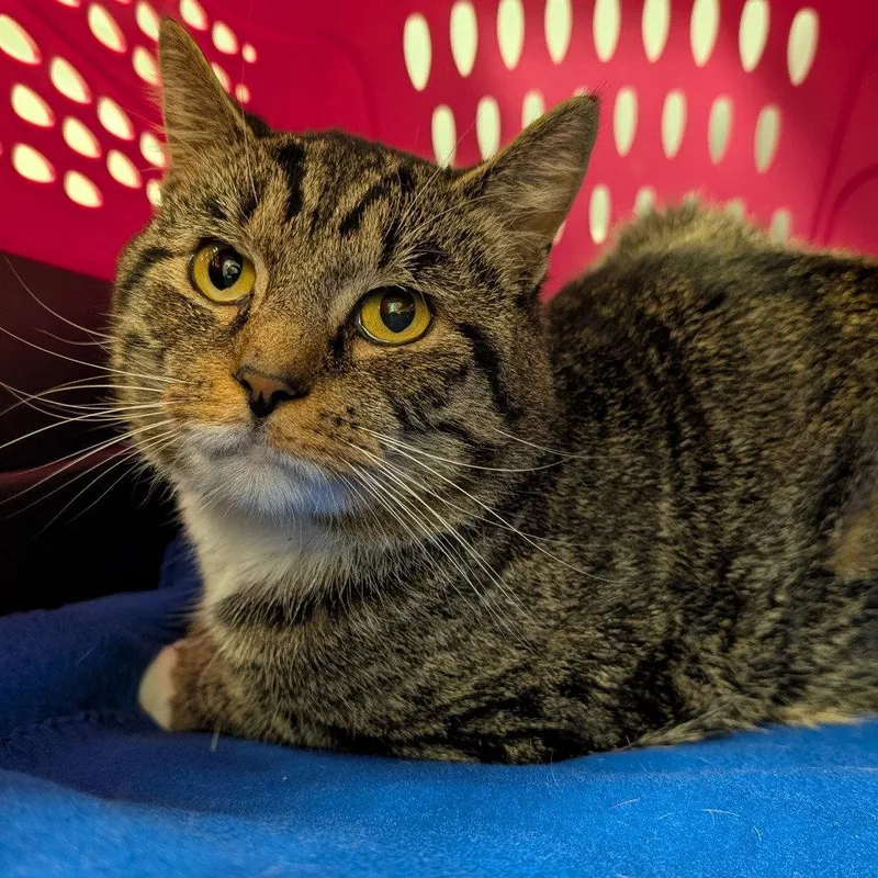 An adult medium-sized male Domestic Short Hair cat named Court for adoption in New Castle, DE