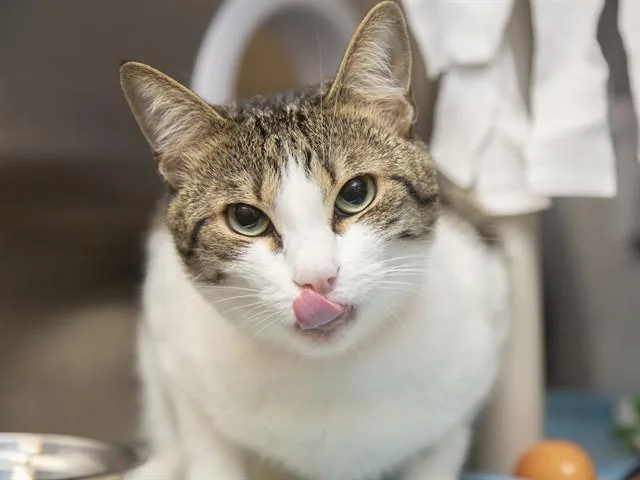 An adult small-sized male Domestic Short Hair cat named Troubles for adoption in Phoenix, AZ