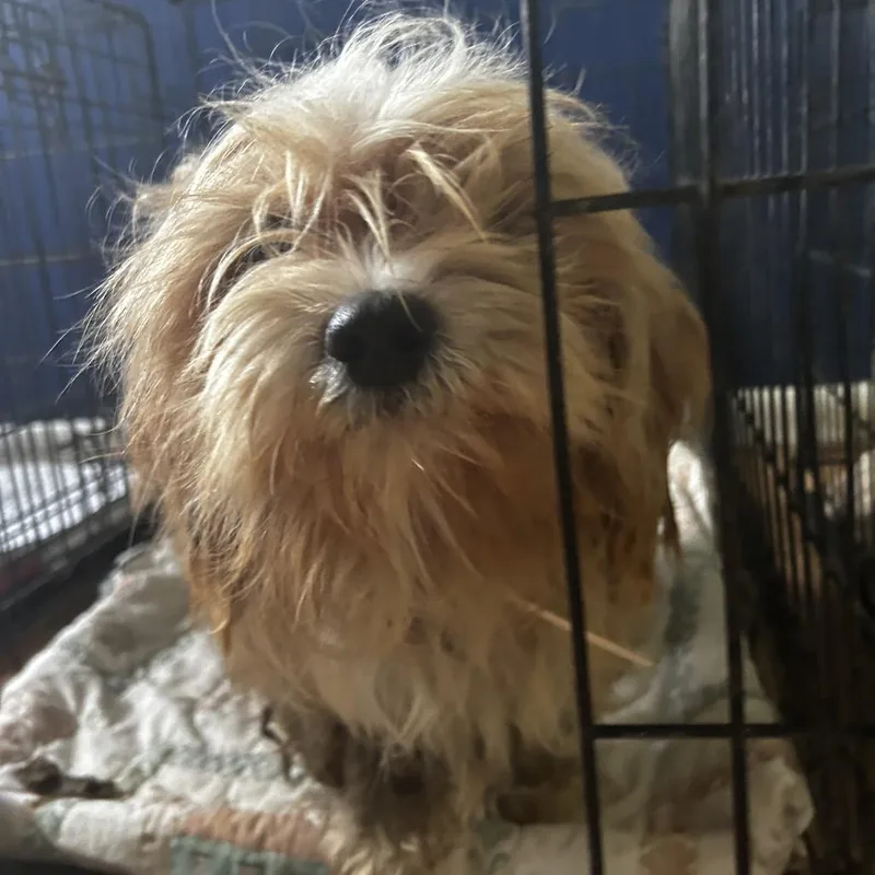 An adult small-sized male Brown / Chocolate Mixed Breed dog named Roozter T for adoption in Leander, TX
