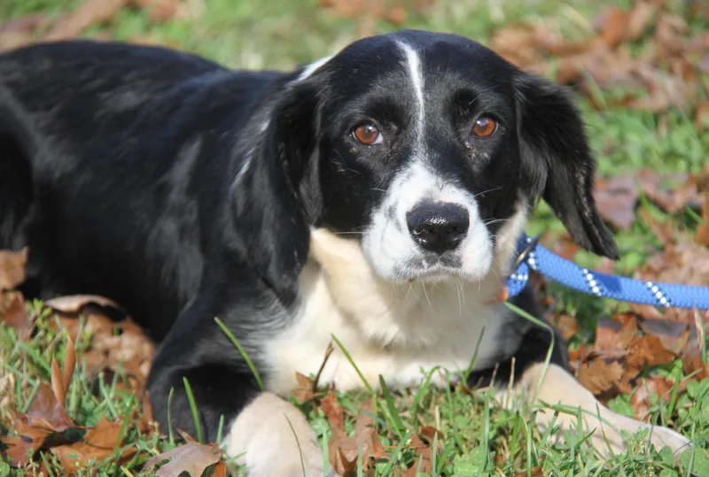 A young medium-sized female Mixed Breed dog named Sugar for adoption in Marietta, OH