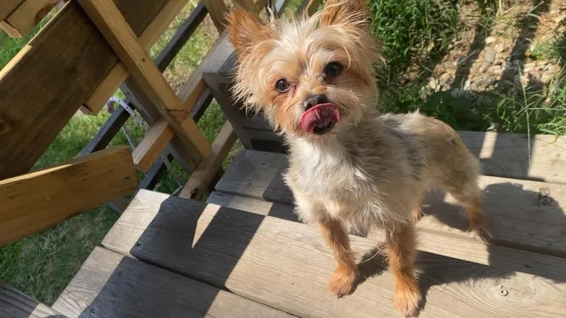 An adult small-sized male Yorkshire Terrier dog named Calvin for adoption in Peoria, IL