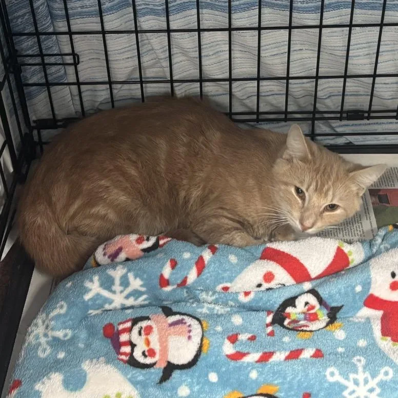 A young medium-sized male Domestic Short Hair cat named NCI Everett for adoption in Port Washington, NY