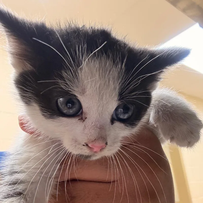 A baby small-sized male Black Domestic Short Hair cat named Grape for adoption in Winston-Salem, NC