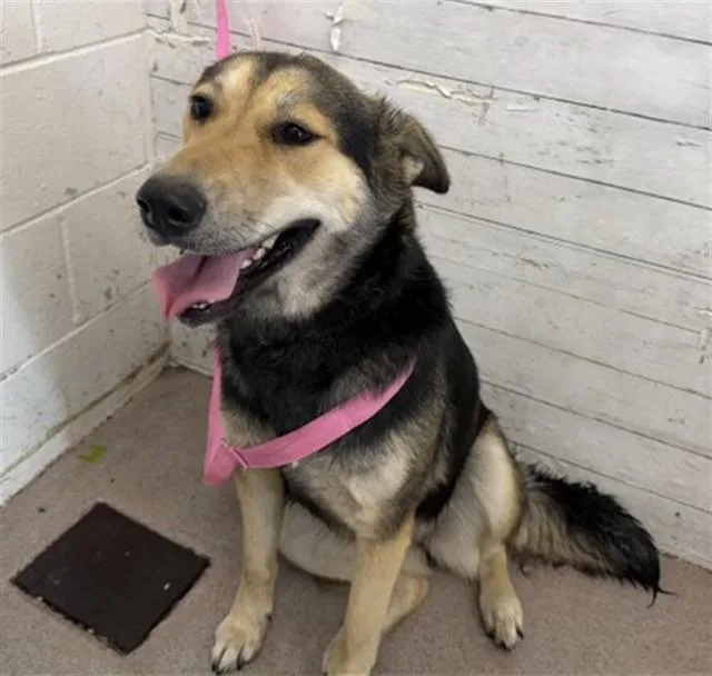 An adult large-sized female German Shepherd Dog dog named Analise for adoption in San Bernardino, CA
