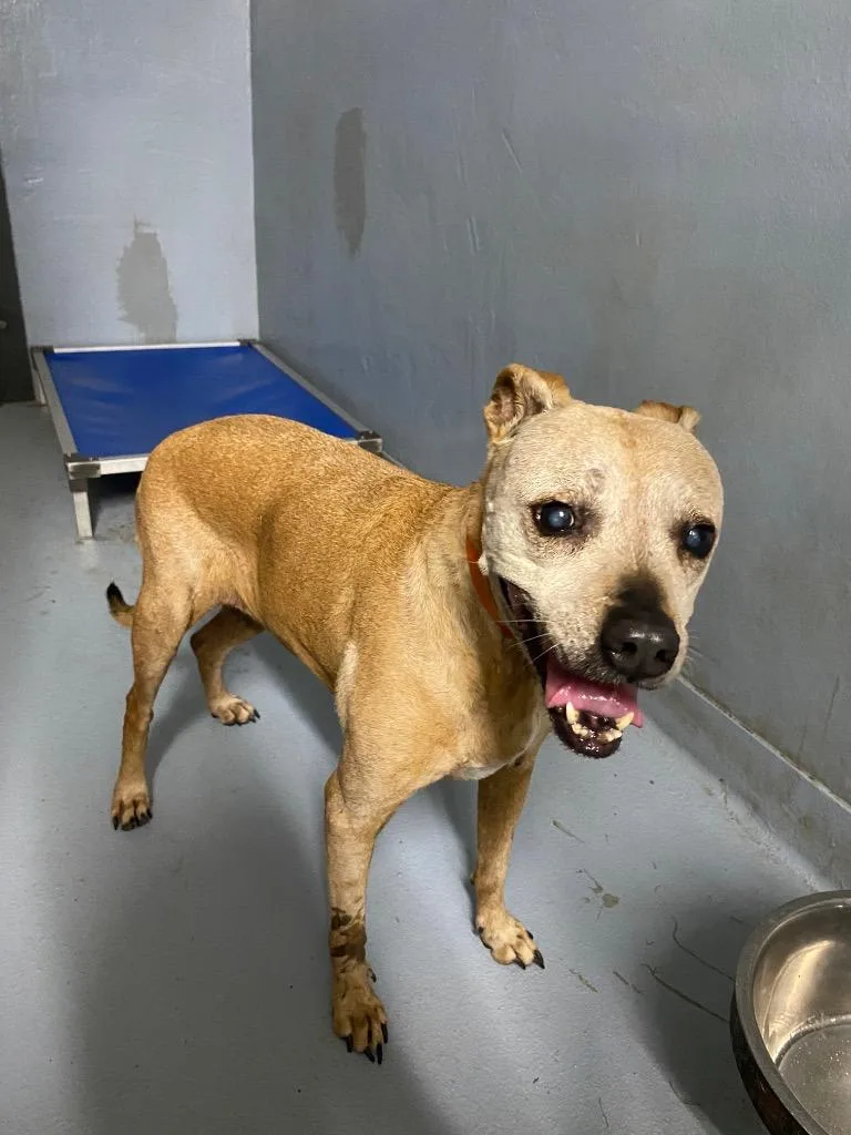 A senior medium-sized female Mixed Breed dog named Rowdie for adoption in Cartersville , GA