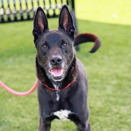 An adult large-sized male Black German Shepherd Dog dog named Zeke for adoption in Atlanta, GA