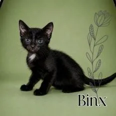 Binx