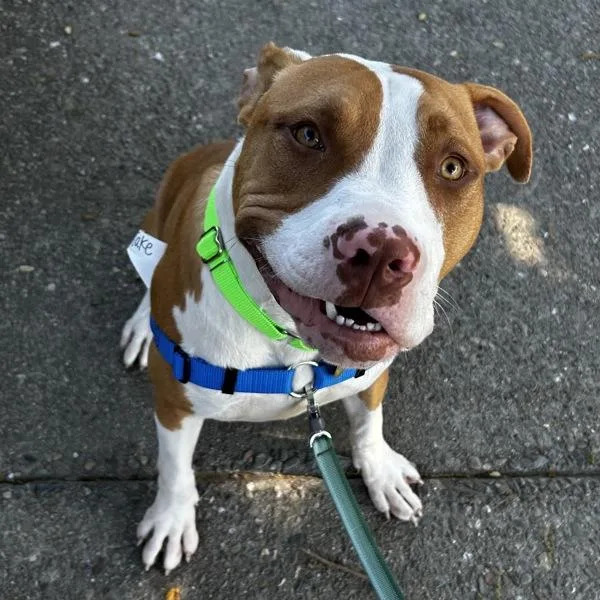 A young large-sized male Pit Bull Terrier dog named Jake for adoption in Oakland, CA