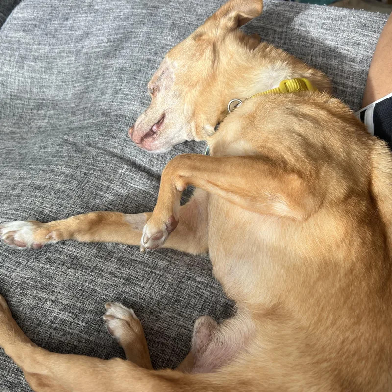 Chico