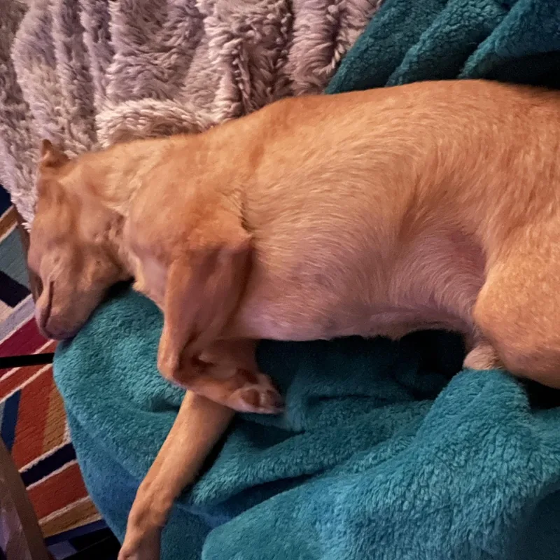 Chico thumbnail 5