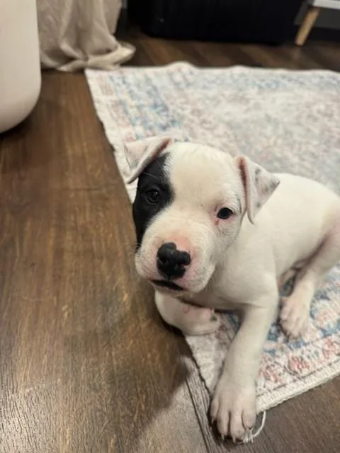 A baby medium-sized male Black American Staffordshire Terrier dog named Michael for adoption in Lafayette, CA