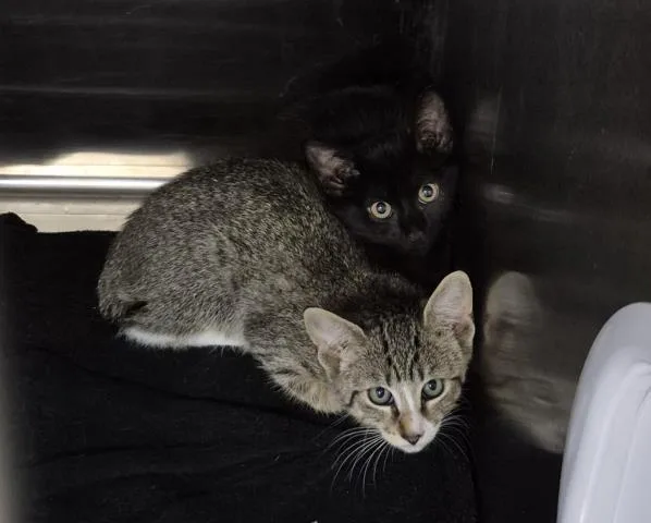 A baby small-sized female Domestic Short Hair cat named Bleb for adoption in Decatur, IL