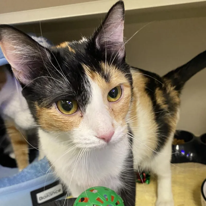 A young medium-sized female Domestic Short Hair cat named Alma for adoption in Westhampton, NY