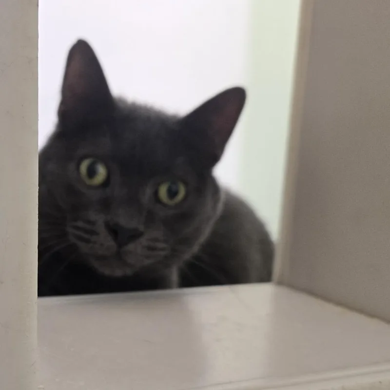 A senior large-sized male Gray / Blue / Silver Domestic Short Hair cat named Greg for adoption in Tawas City, MI