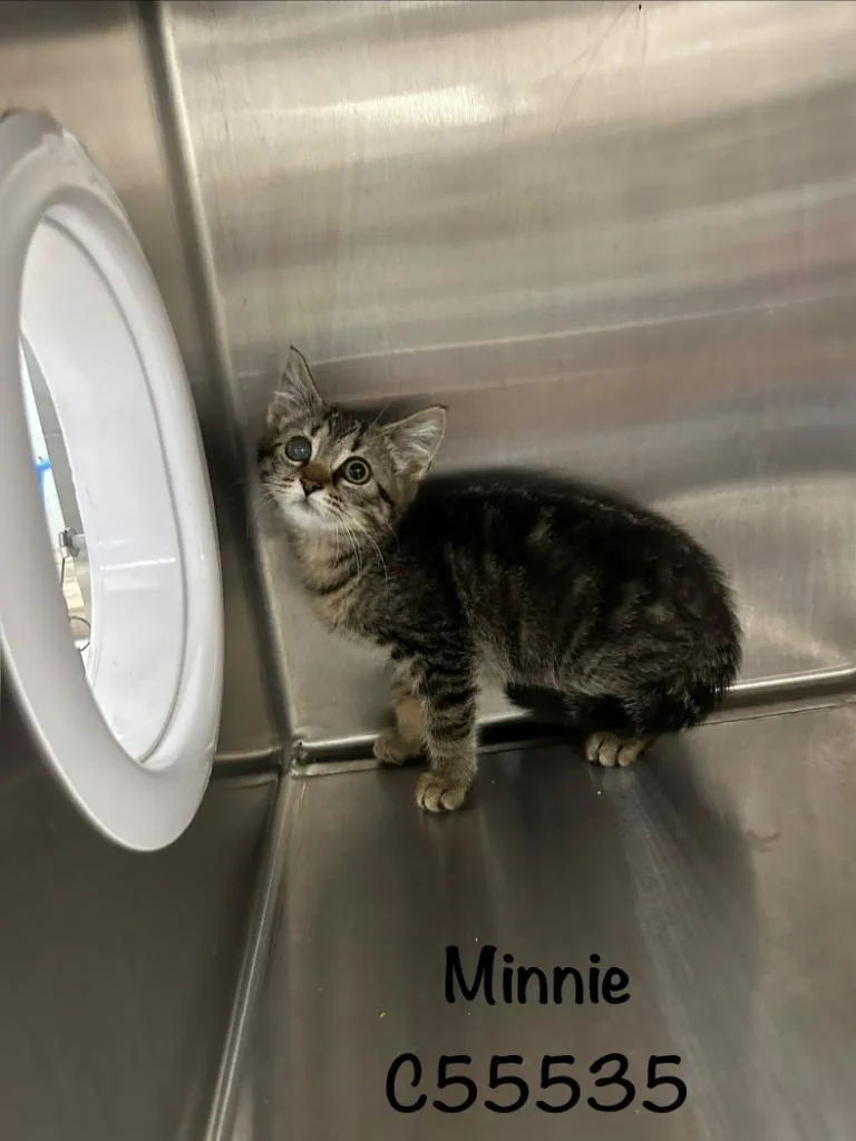 A baby small-sized female Domestic Medium Hair cat named Minnie for adoption in Clarksville, TN