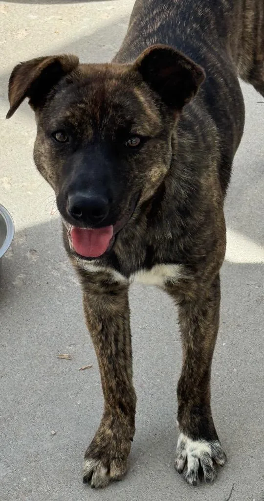 A baby medium-sized female Cattle Dog dog named Shibuya for adoption in Fort Lupton, CO