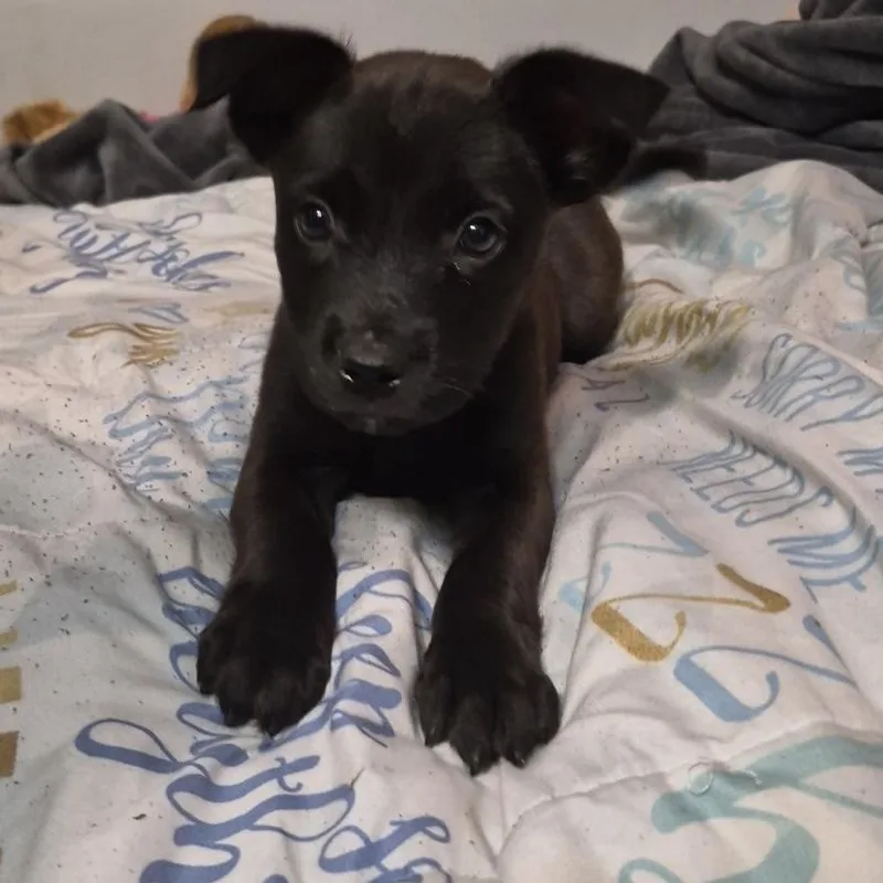A baby medium-sized female Terrier dog named Abbey for adoption in Ellicott City, MD