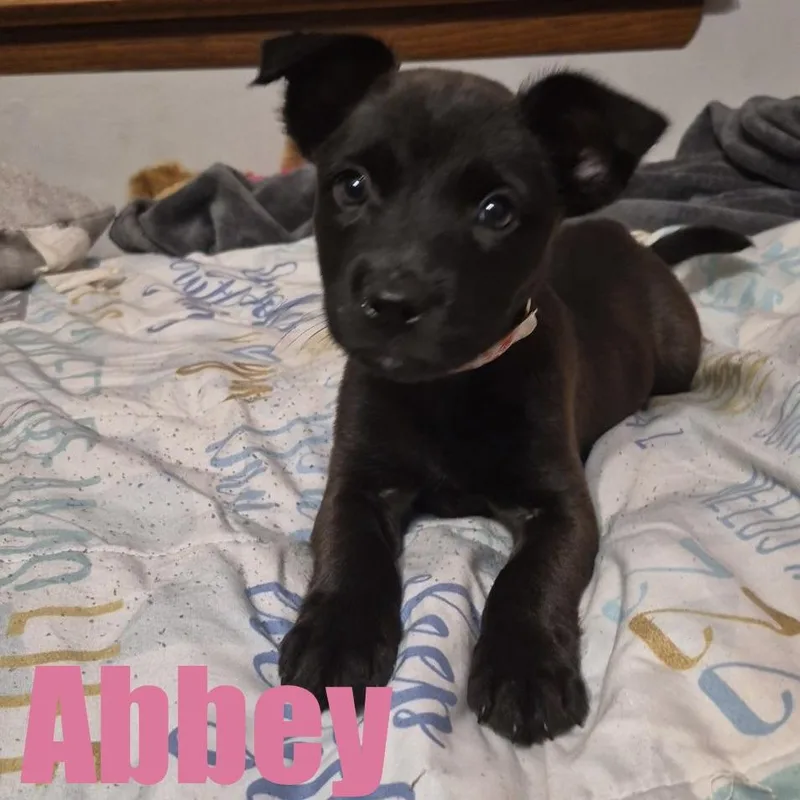 Abbey thumbnail 3