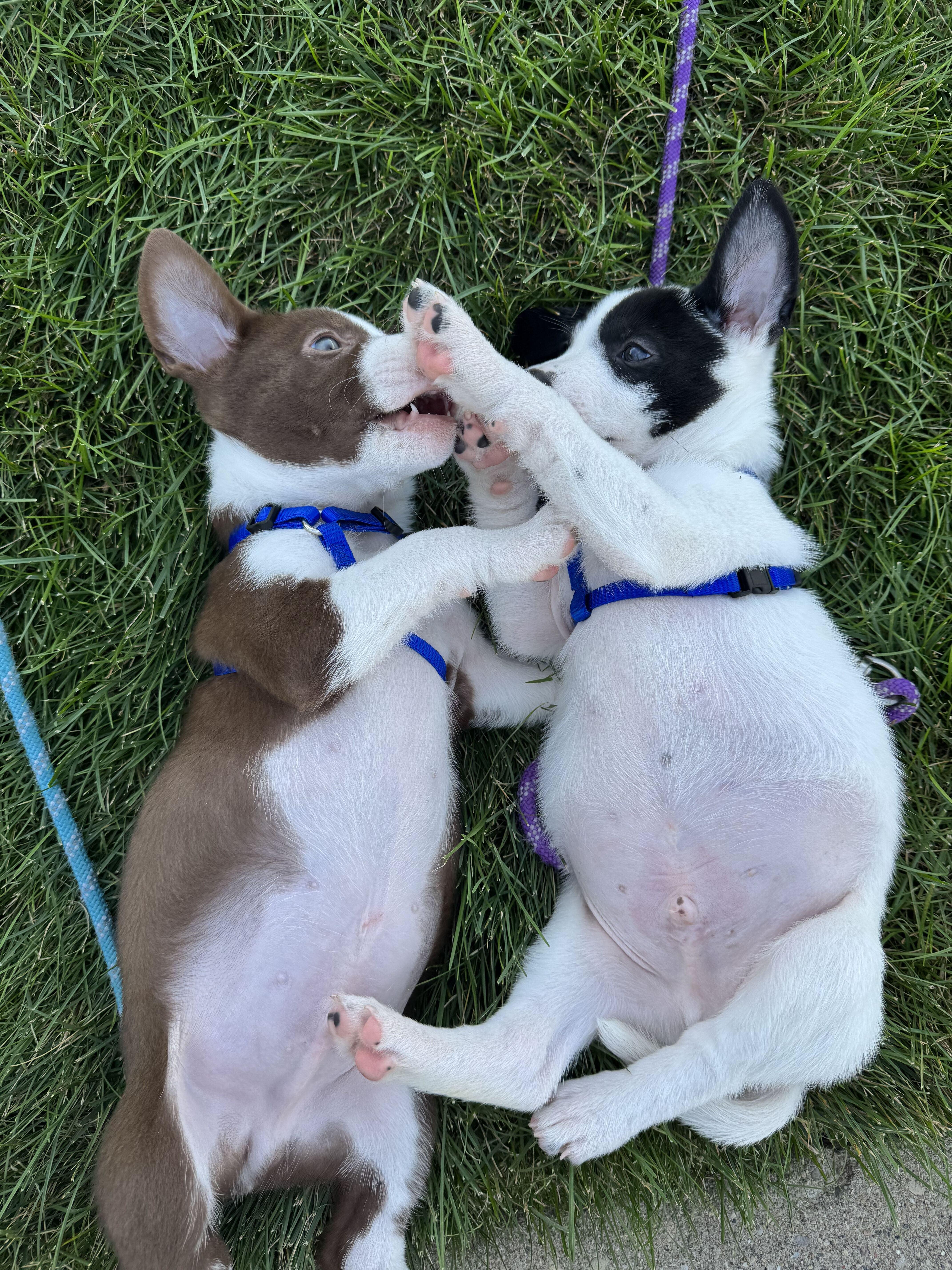 A baby medium-sized male Australian Cattle Dog / Blue Heeler dog named Briar for adoption in Grayslake, IL