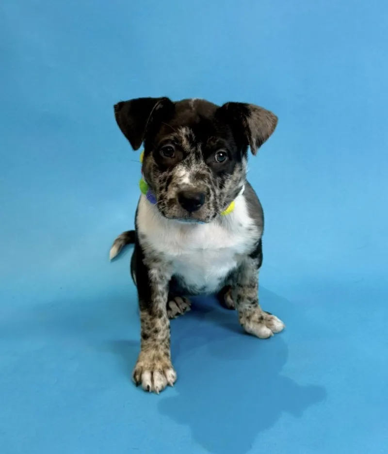 A baby medium-sized female Merle (Blue) Australian Cattle Dog / Blue Heeler dog named Sloopy for adoption in Alvin, TX