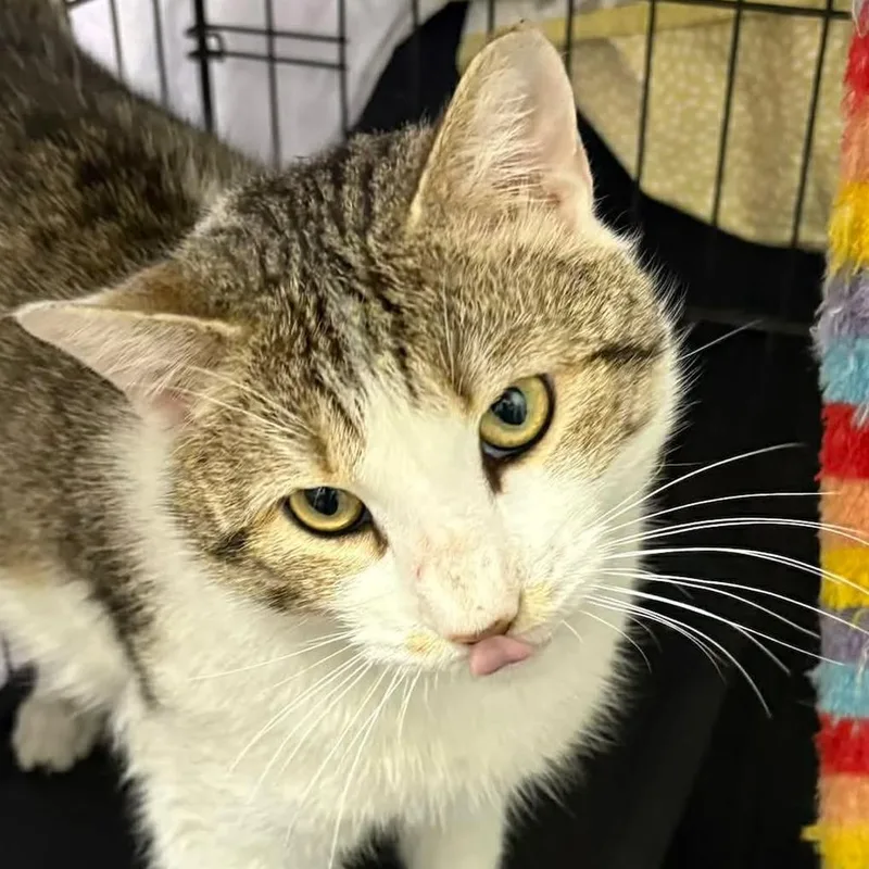 A young small-sized male Brown / Chocolate Domestic Short Hair cat named Lazer for adoption in Washington, DC