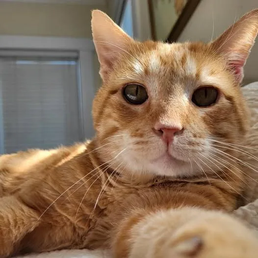 An adult large-sized male Domestic Short Hair cat named Garfield for adoption in Fayetteville, AR