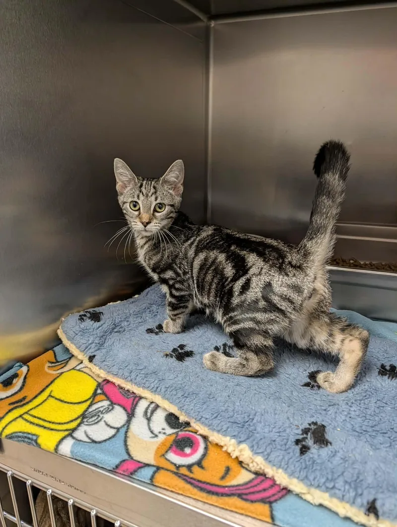 A baby medium-sized female Tabby (Tiger Striped) Domestic Short Hair cat named Suzuki for adoption in Chambersburg, PA