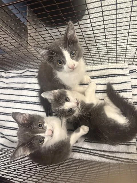 A baby small-sized male Domestic Short Hair cat named Samuel for adoption in Tustin, CA