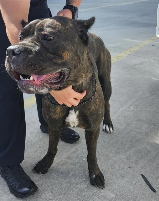 An adult large-sized female Mastiff dog named A for adoption in San Antonio, TX