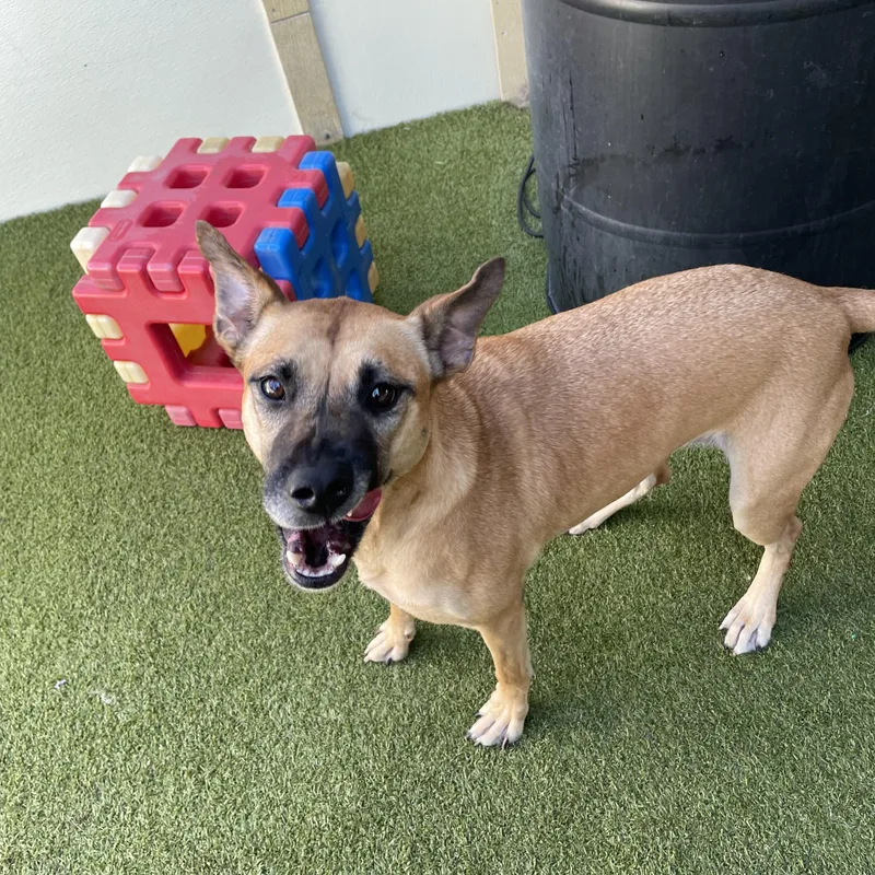 A young medium-sized female Black Mouth Cur dog named Bonnie for adoption in Houston, TX