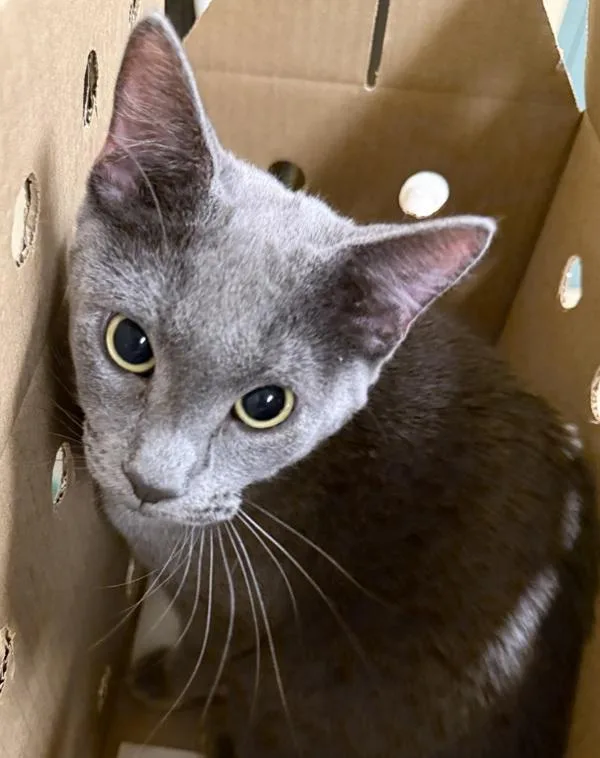 An adult medium-sized male Domestic Short Hair cat named Smithereens for adoption in Troutdale, OR