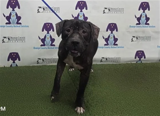 An adult large-sized male Pit Bull Terrier dog named Jimmy for adoption in Orlando, FL