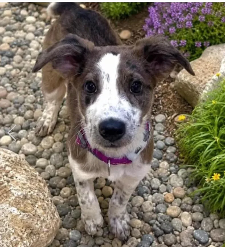 A baby medium-sized female Gray / Blue / Silver Catahoula Leopard Dog dog named Lexus for adoption in Pleasant Valley, NY