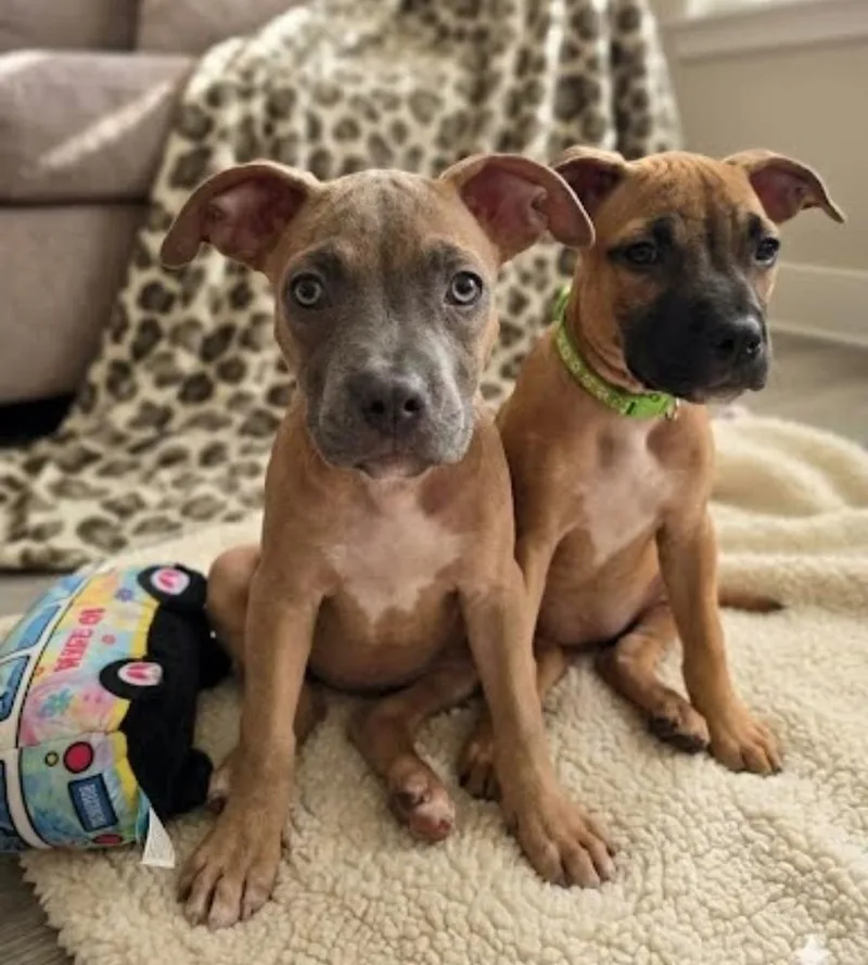 A baby large-sized female American Staffordshire Terrier dog named Natalie for adoption in Sedalia, CO