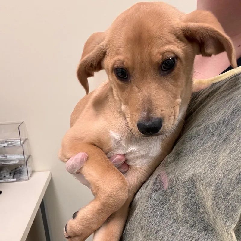 A baby small-sized male Brown / Chocolate Labrador Retriever dog named Sawyer for adoption in Lynchburg, VA