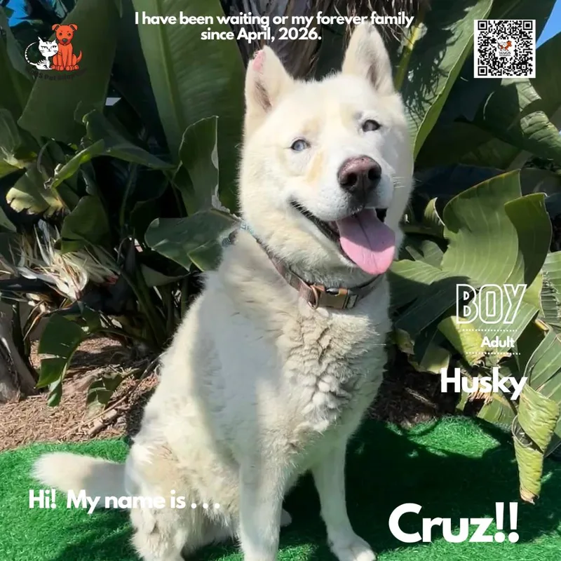 Cruz