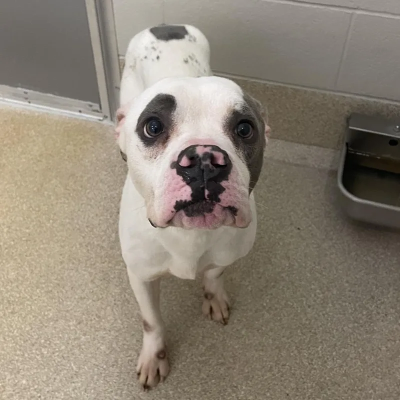 An adult medium-sized male Gray / Blue / Silver Pit Bull Terrier dog named Weston for adoption in Bristol, IN