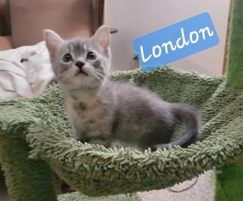 London thumbnail 2