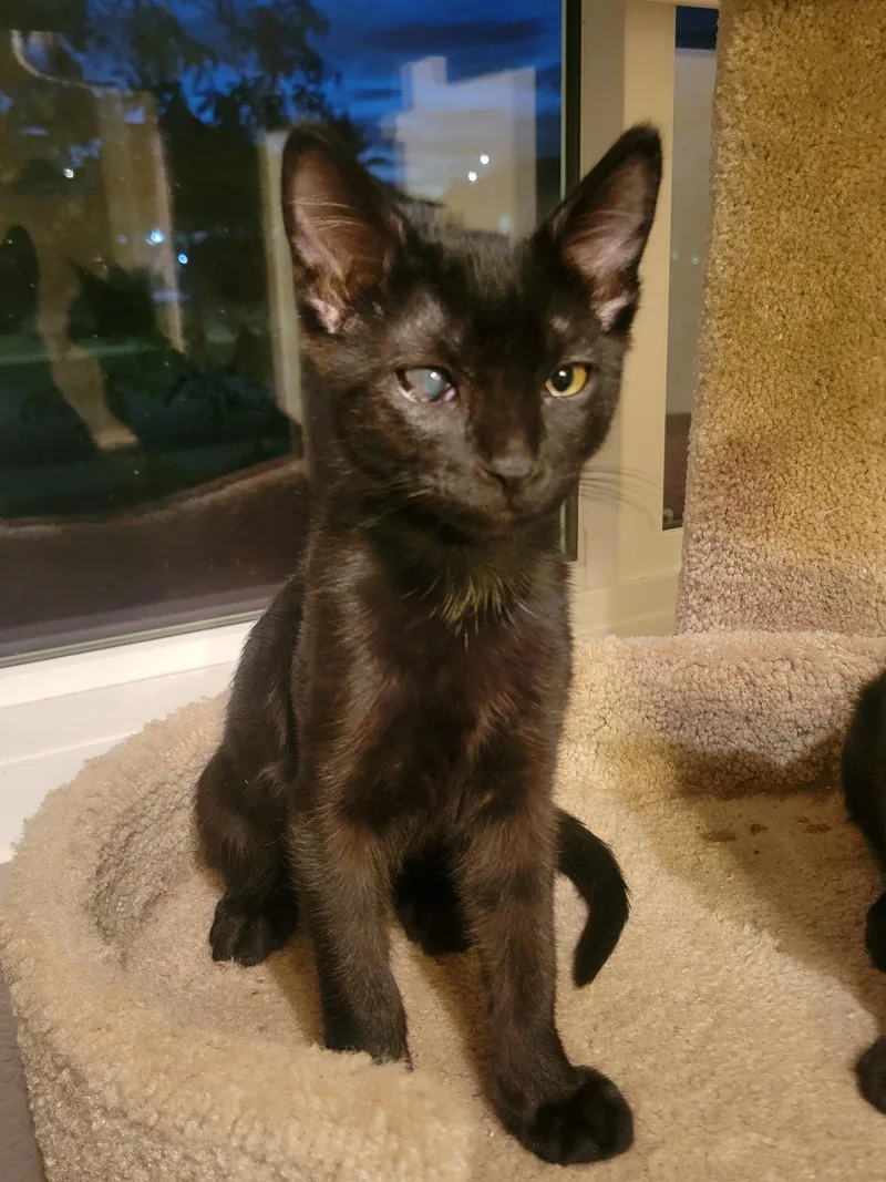 A baby medium-sized male Black Domestic Short Hair cat named One Eye Jack for adoption in Glendale, AZ