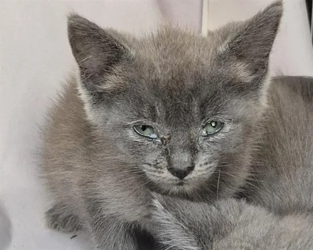A baby small-sized female Domestic Short Hair cat named Morgan for adoption in San Antonio, TX