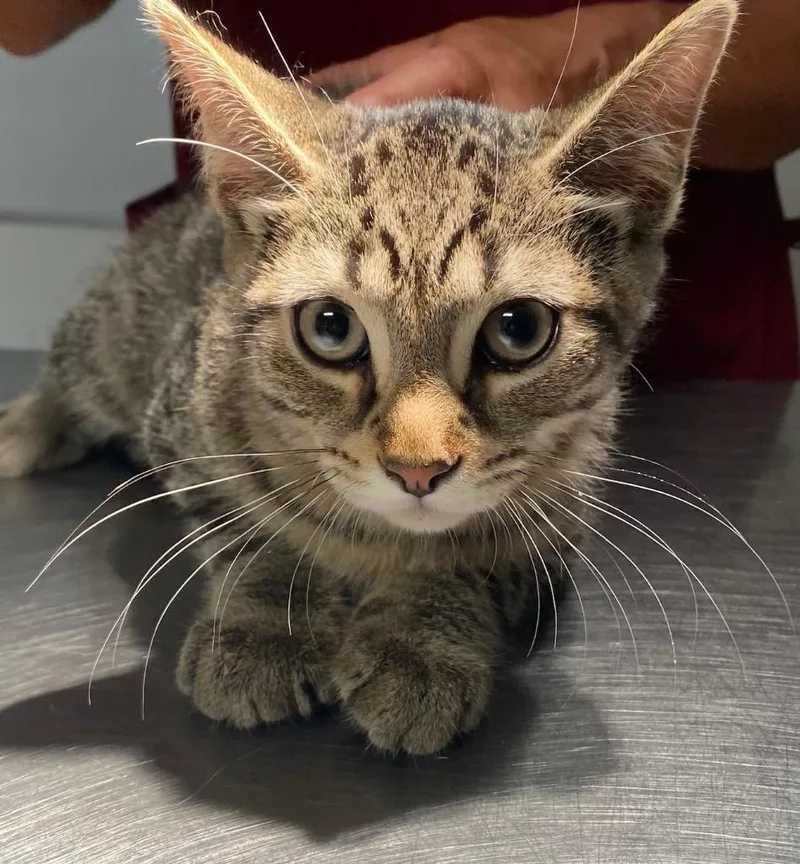 A baby medium-sized male Domestic Short Hair cat named Rocky Road for adoption in Ewing, NJ