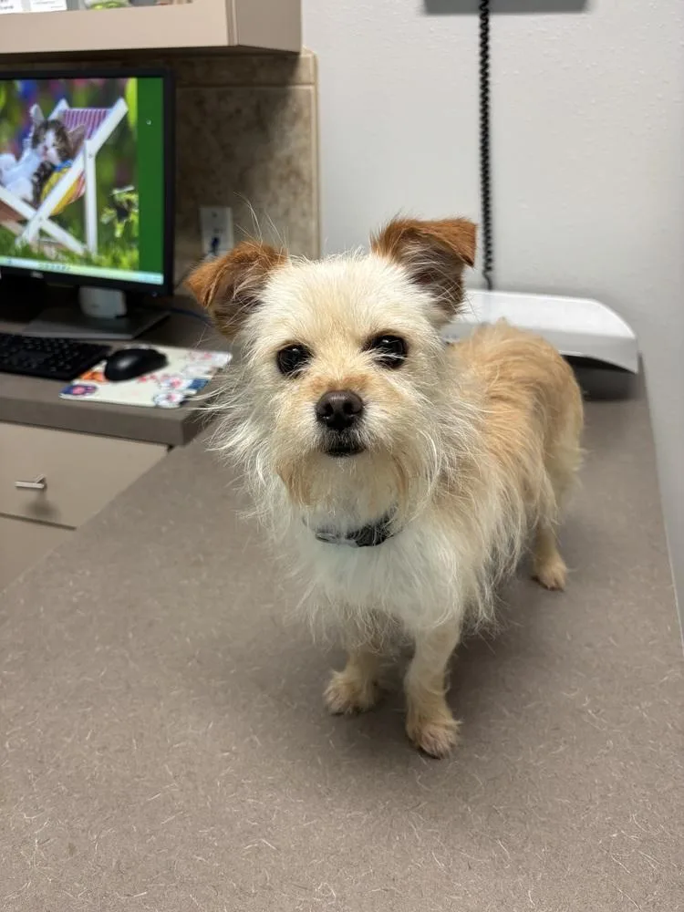 An adult small-sized male Terrier dog named Wesley for adoption in Brookshire, TX