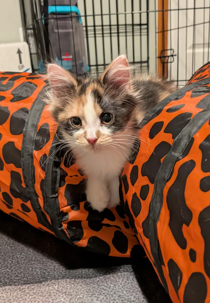 A young medium-sized female Calico cat named Lily Pad for adoption in Kennewick, WA