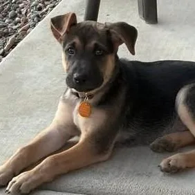 A baby medium-sized female Mixed Breed dog named Sage for adoption in Chino valley, AZ