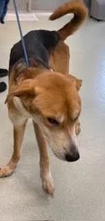 Rex