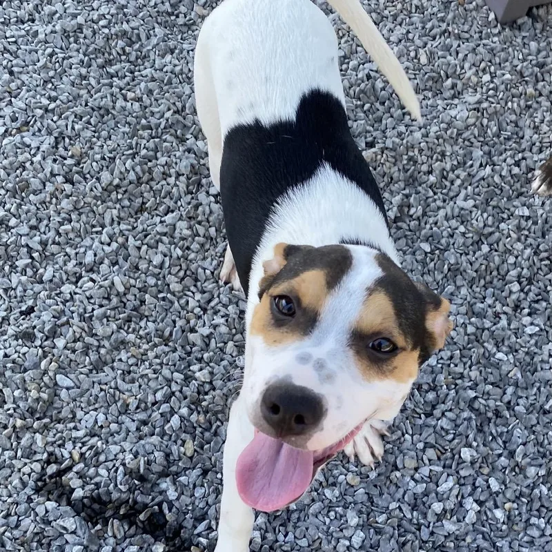 A baby small-sized female White / Cream Mixed Breed dog named Paisley for adoption in Walnut Cove, NC